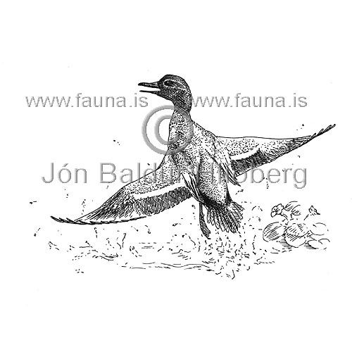 Teal Green-winged Teal - Anas creeca - ducksandallies - Anatidae